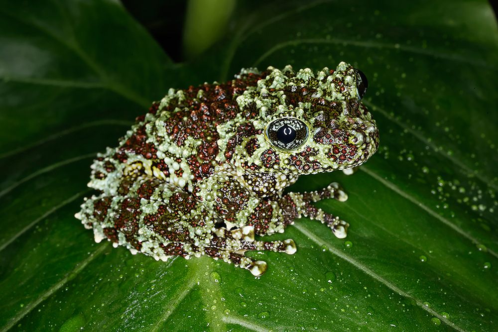Vietnamese mossy frog